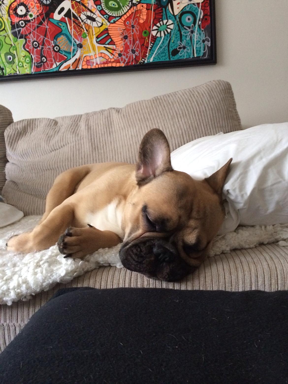 Fransk bulldog Joe billede 3