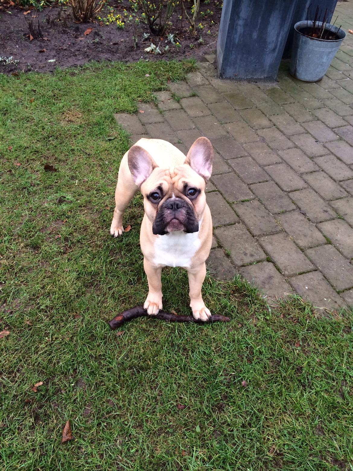 Fransk bulldog Joe billede 5