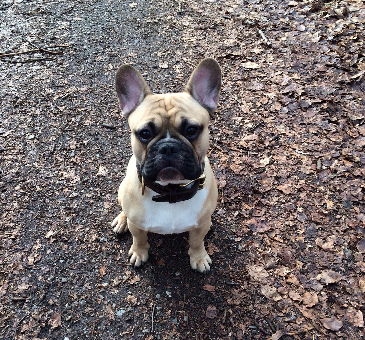 Fransk bulldog Joe - Joe 10 mdr billede 1