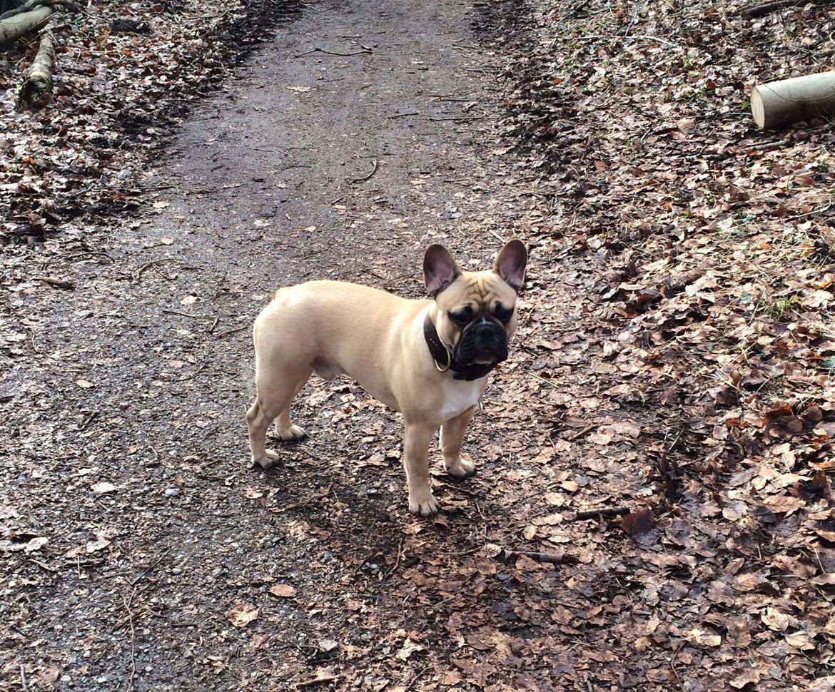 Fransk bulldog Joe - 10 mdr billede 2