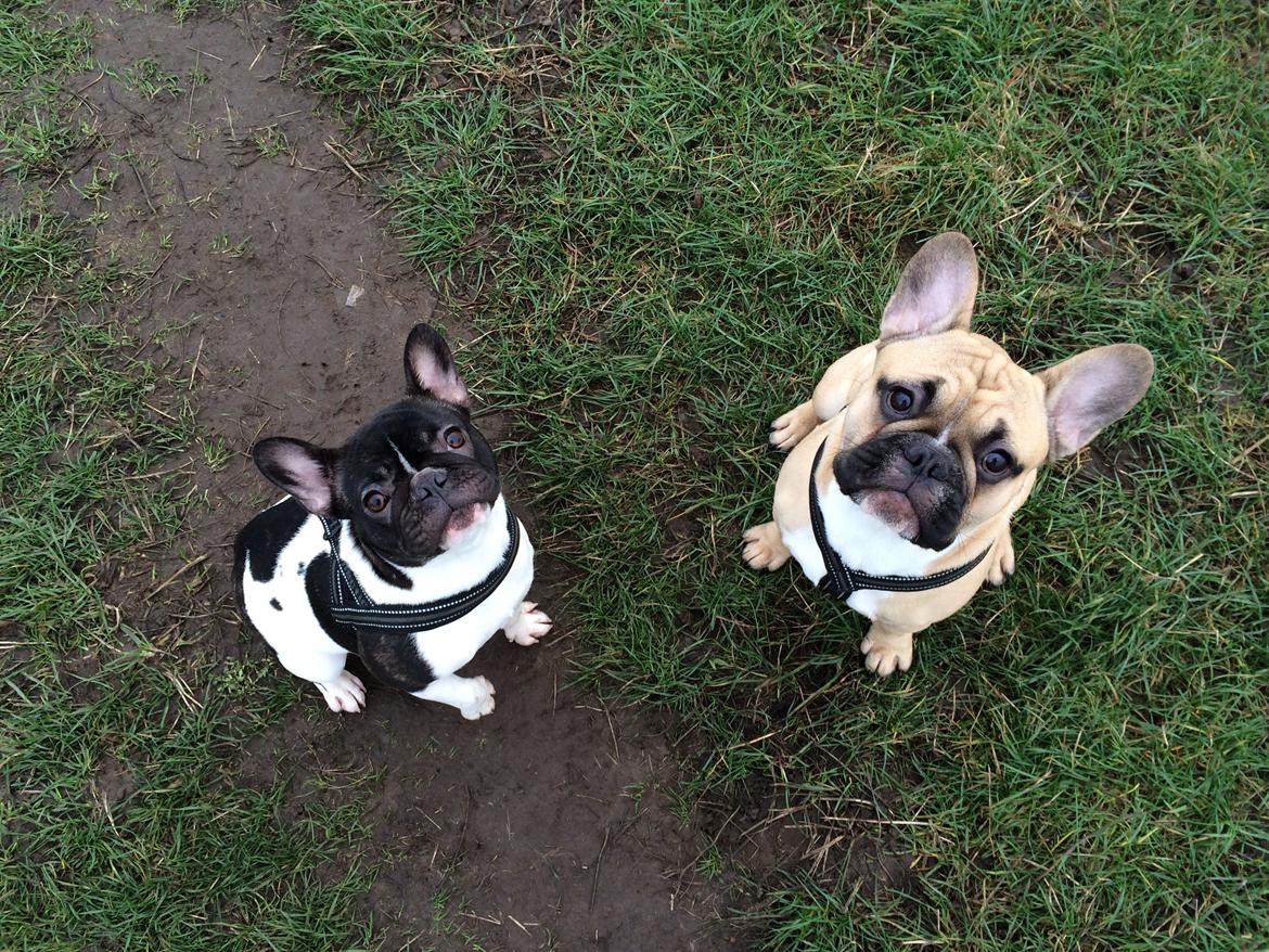 Fransk bulldog Joe billede 7