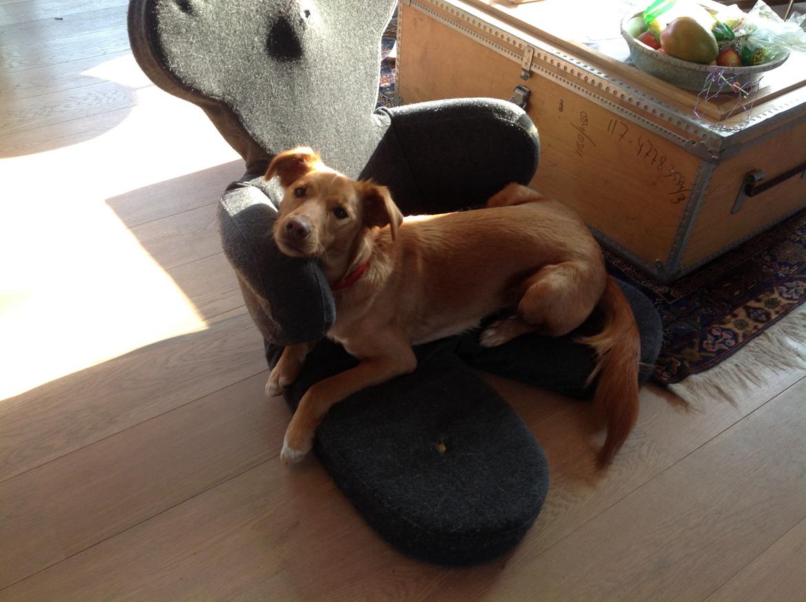 Blanding af racer Billy billede 14