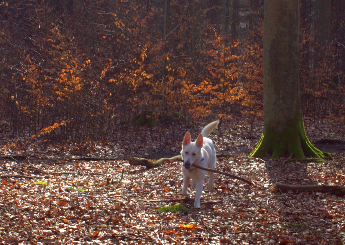 Hvid schæfer Homie billede 27