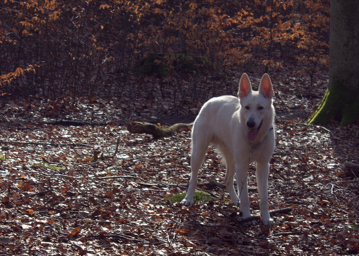 Hvid schæfer Homie billede 28