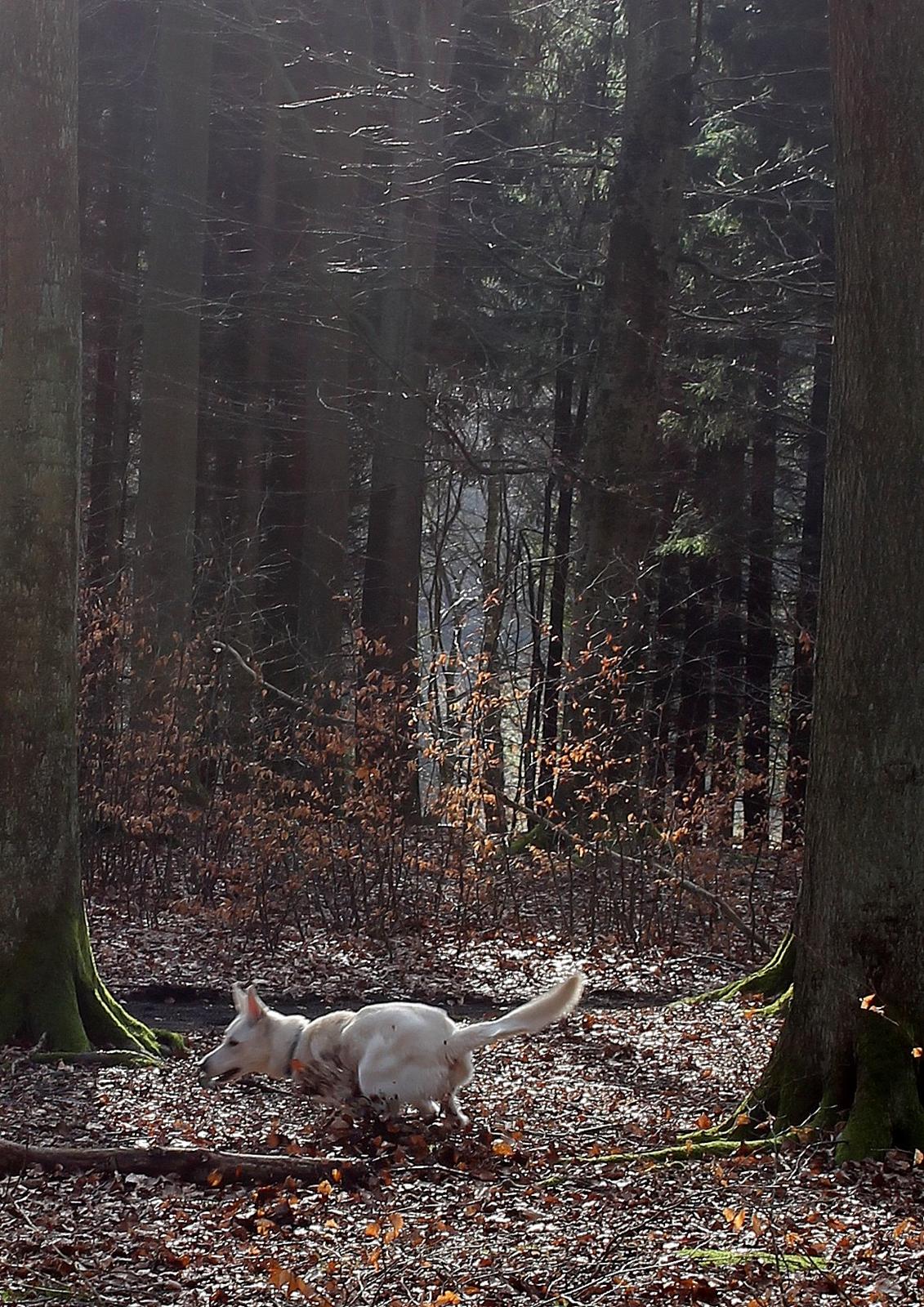Hvid schæfer Homie billede 26