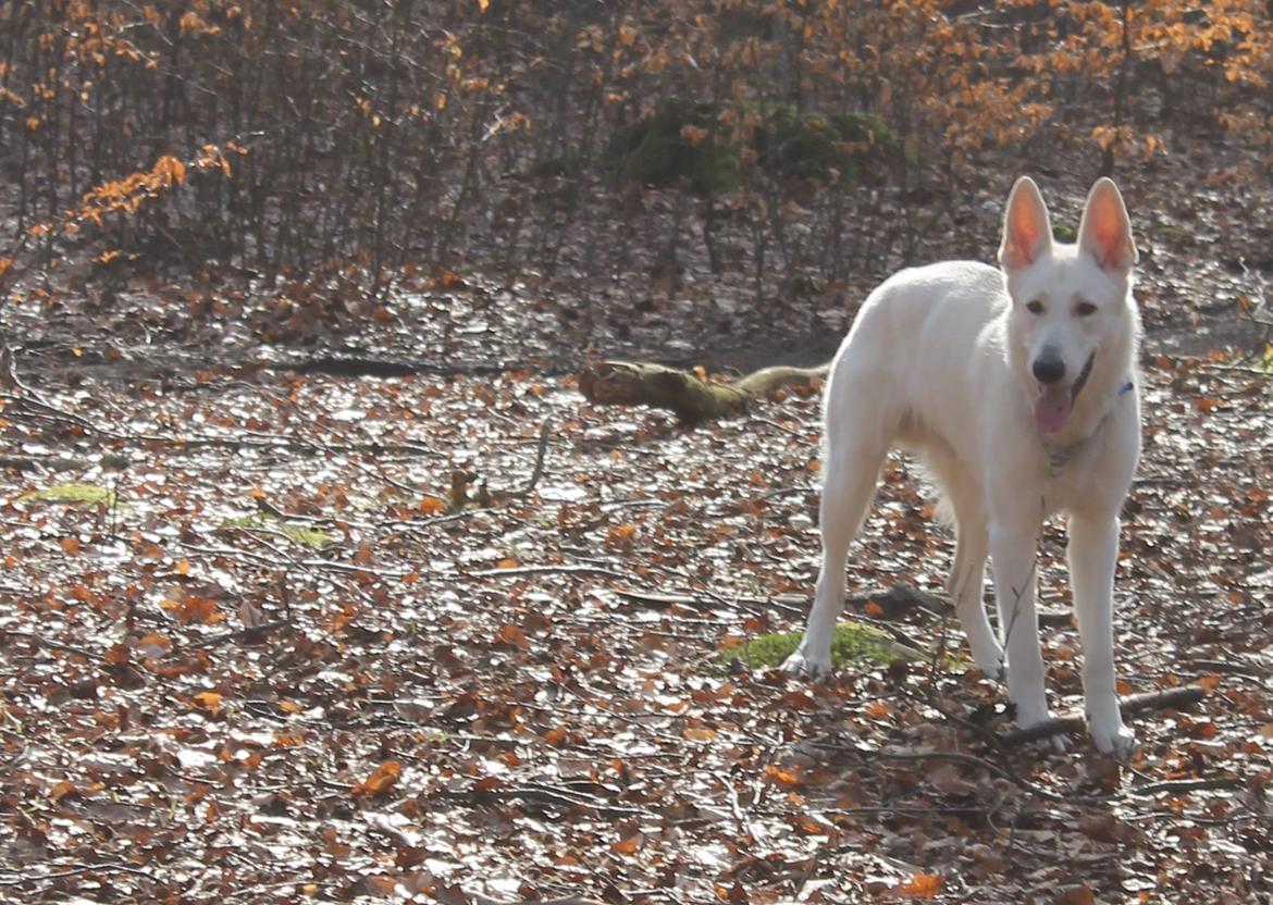 Hvid schæfer Homie billede 11