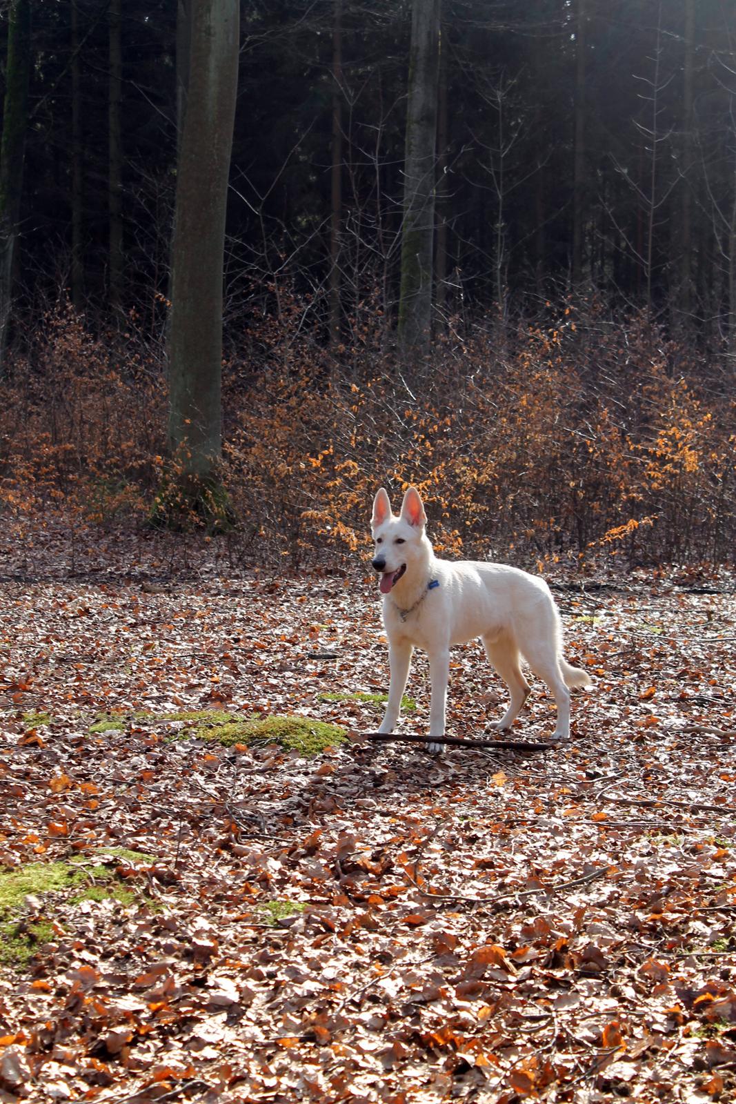 Hvid schæfer Homie billede 29