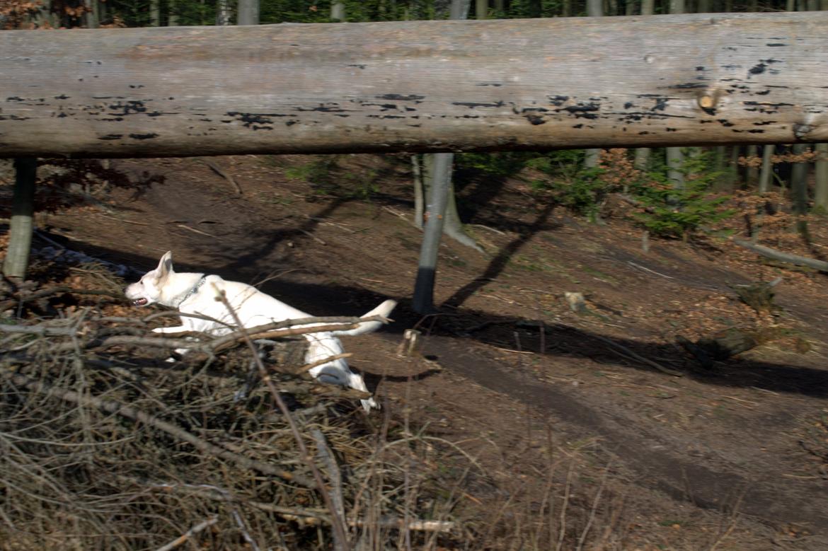 Hvid schæfer Homie billede 30