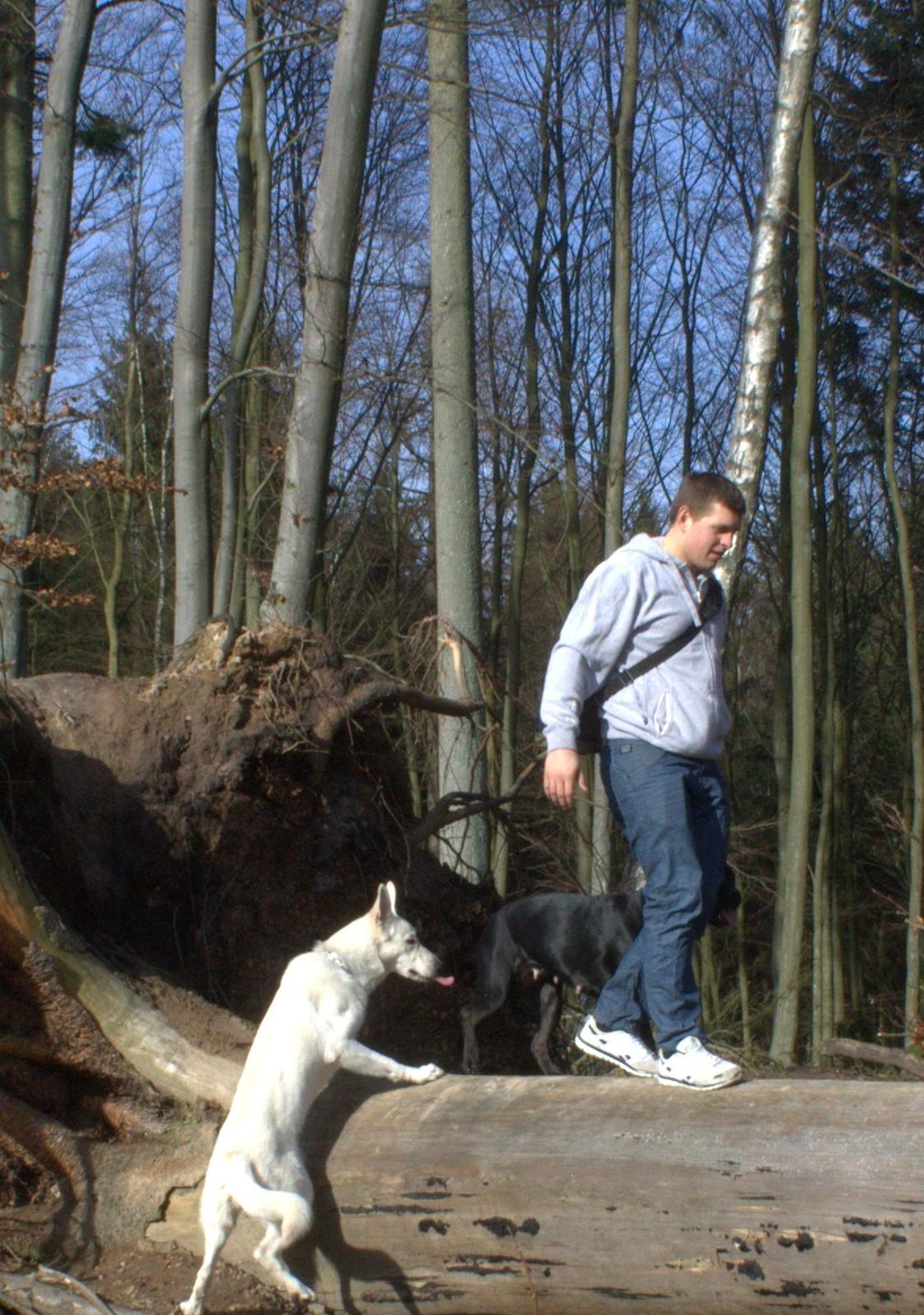 Hvid schæfer Homie billede 13