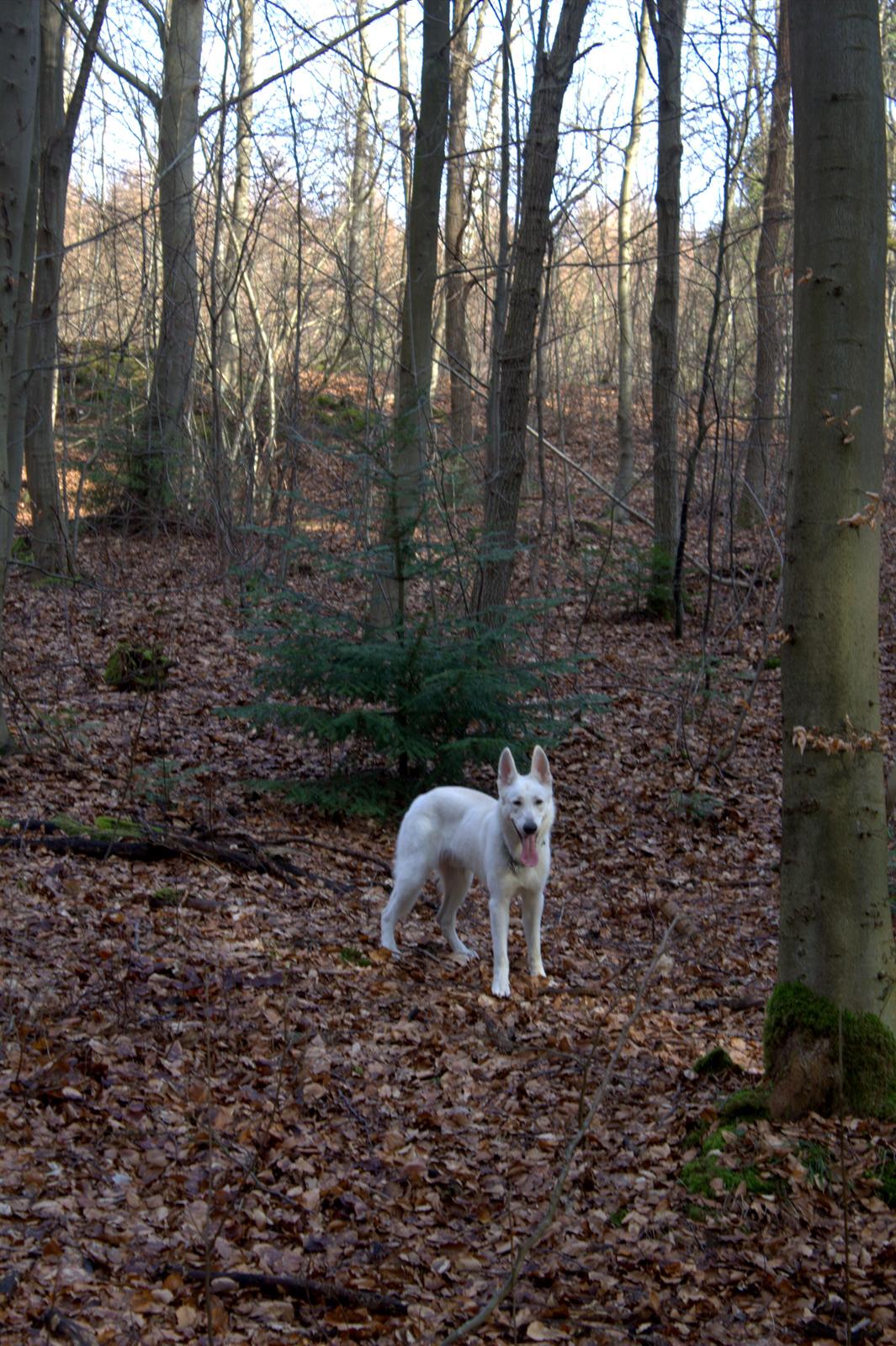Hvid schæfer Homie billede 31