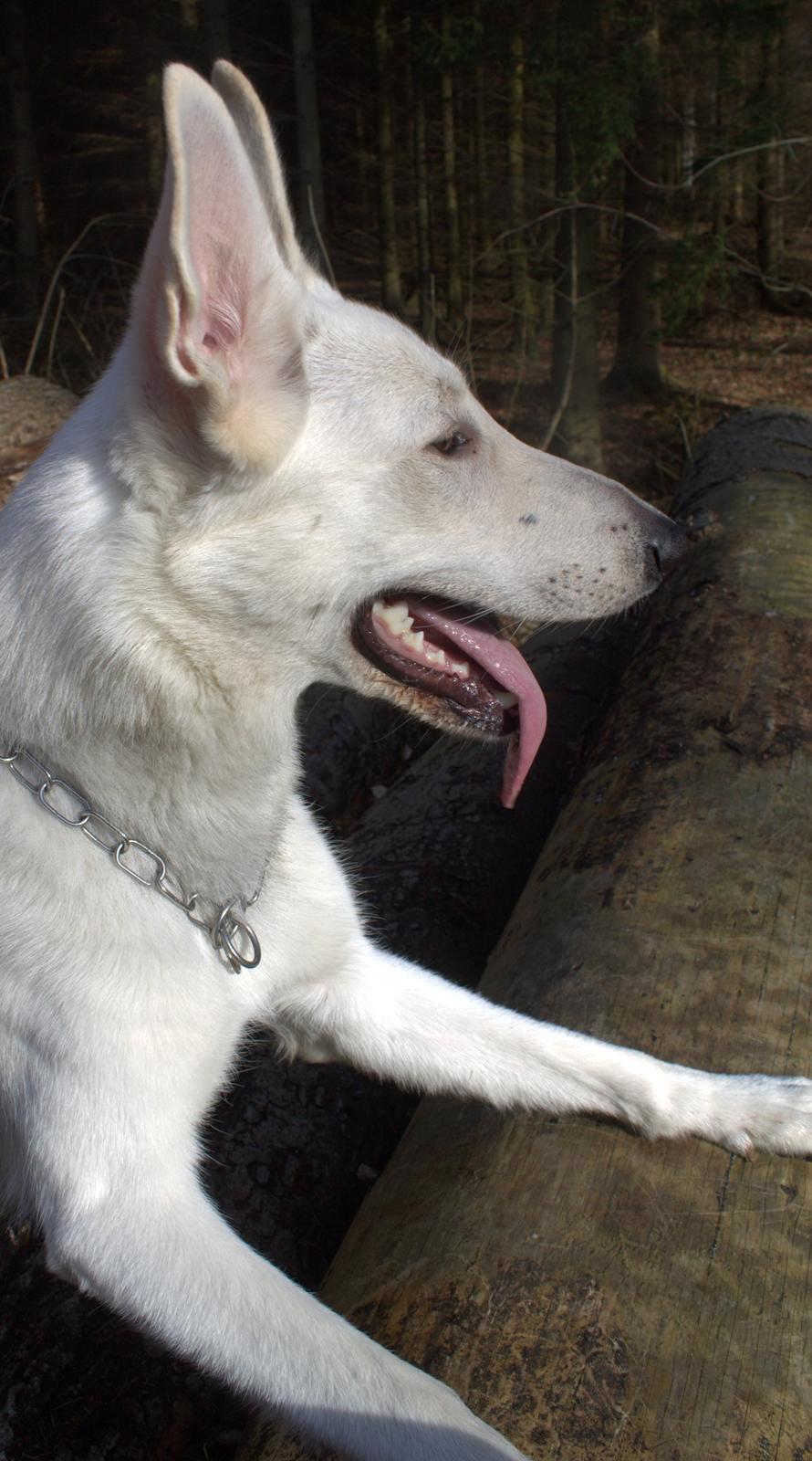 Hvid schæfer Homie billede 32