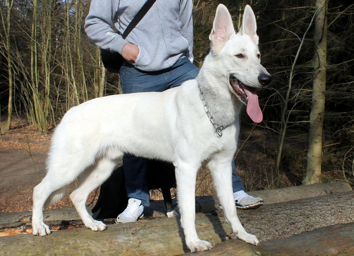 Hvid schæfer Homie billede 6