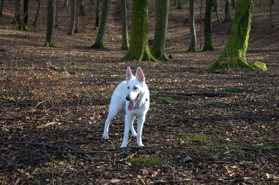 Hvid schæfer Homie billede 8