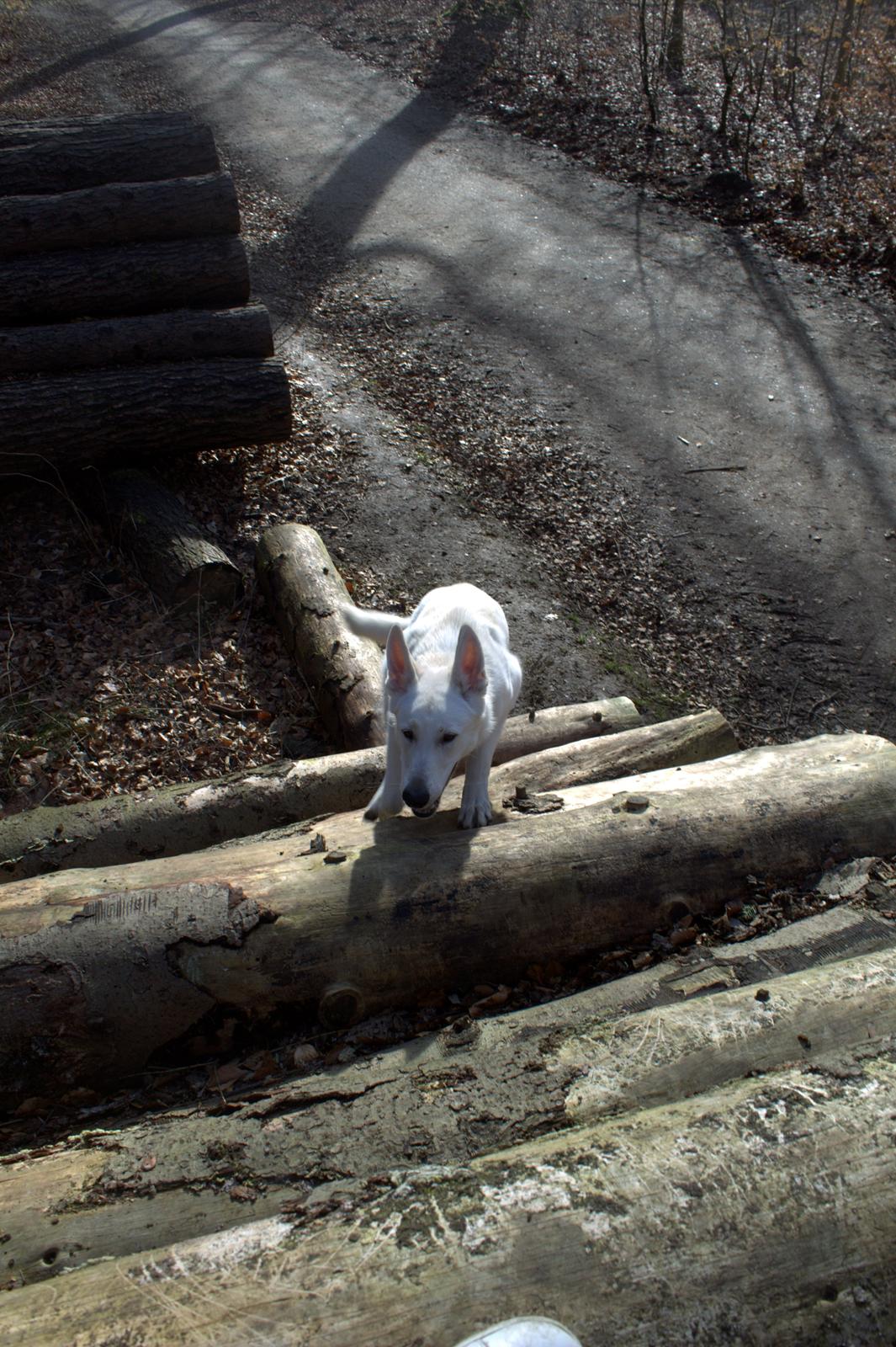 Hvid schæfer Homie billede 5