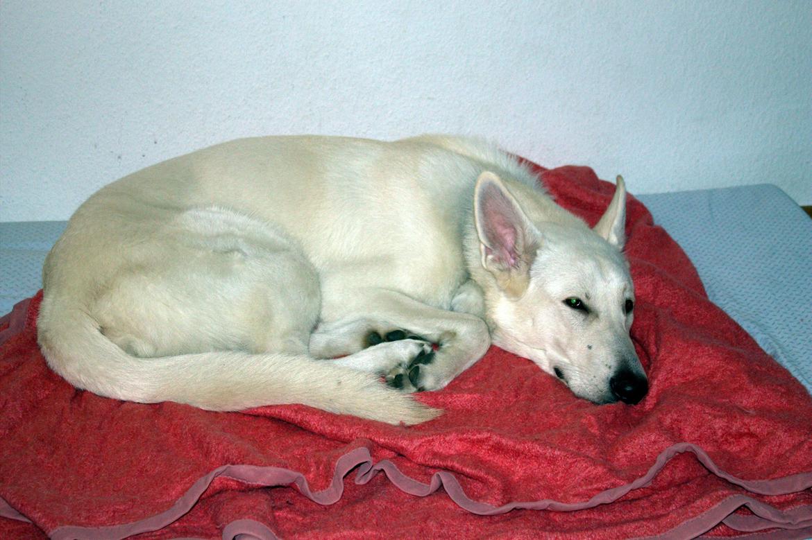 Hvid schæfer Homie billede 33