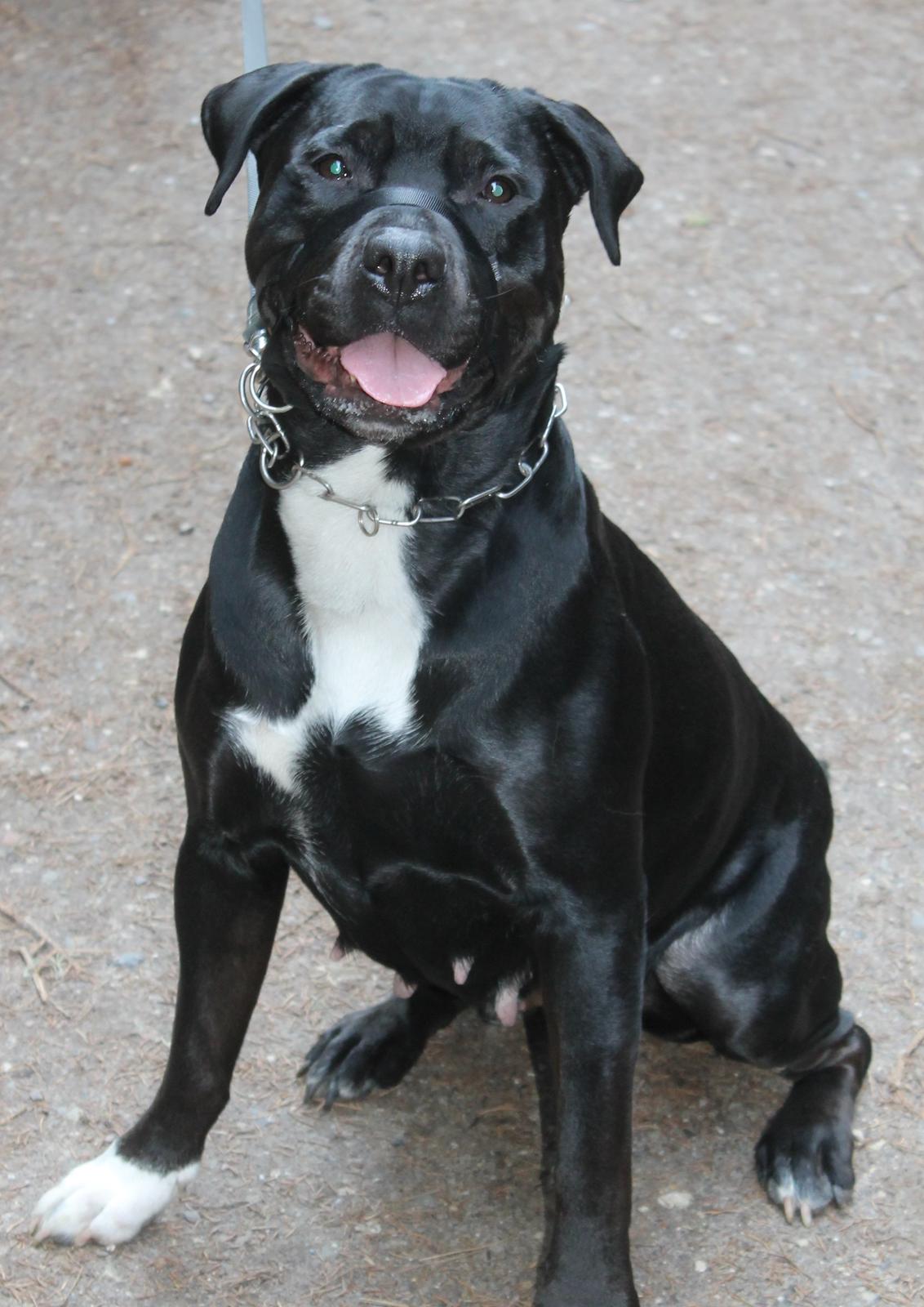 Blanding af racer Trixi (tidl hund) billede 1