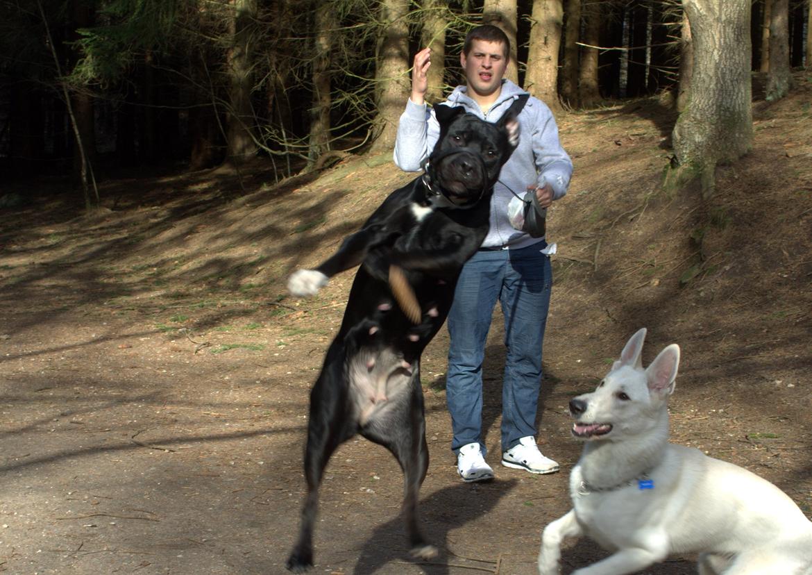 Blanding af racer Trixi (tidl hund) billede 9