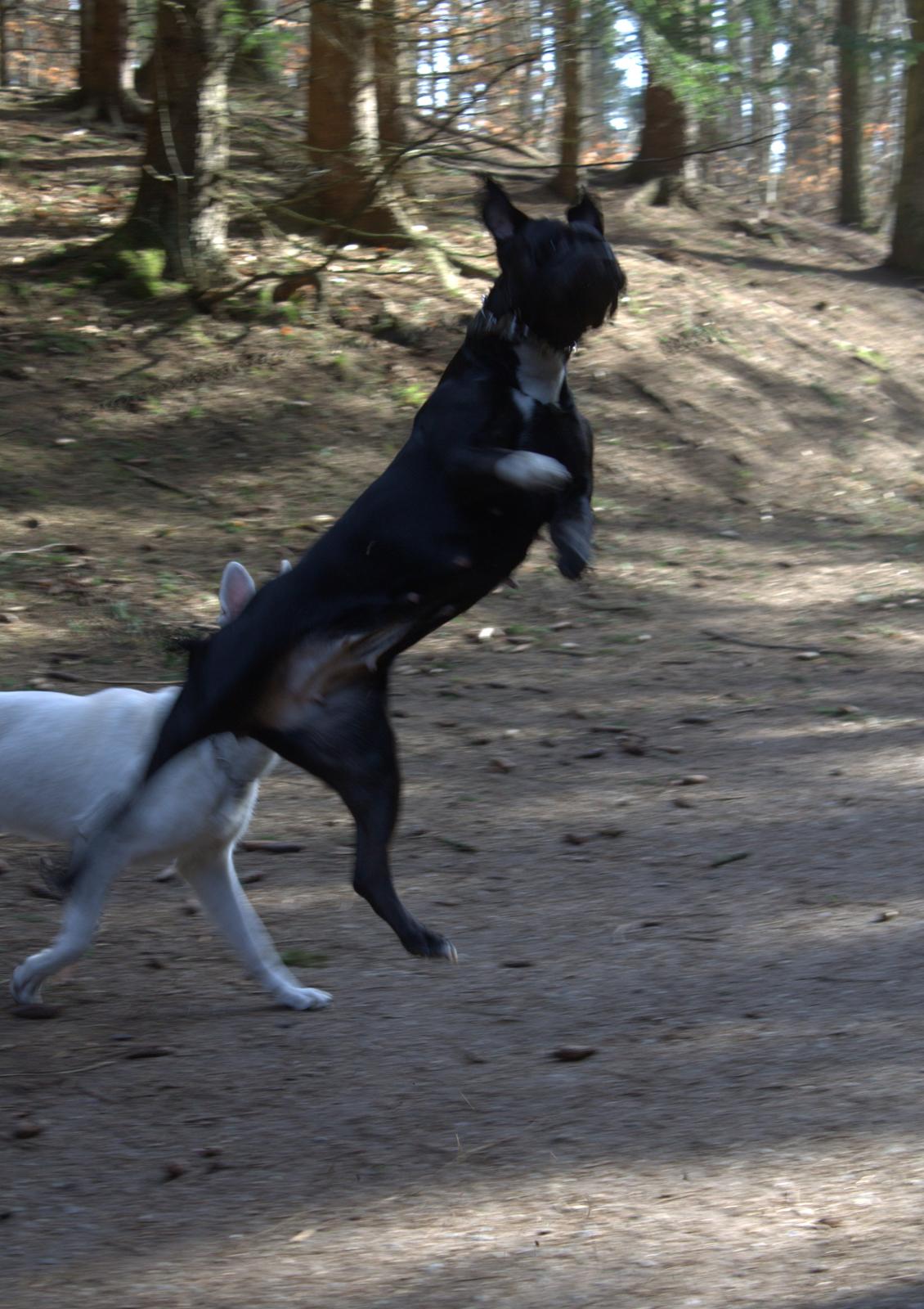 Blanding af racer Trixi (tidl hund) billede 25