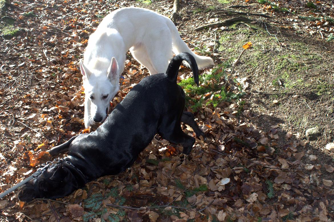 Blanding af racer Trixi (tidl hund) billede 27