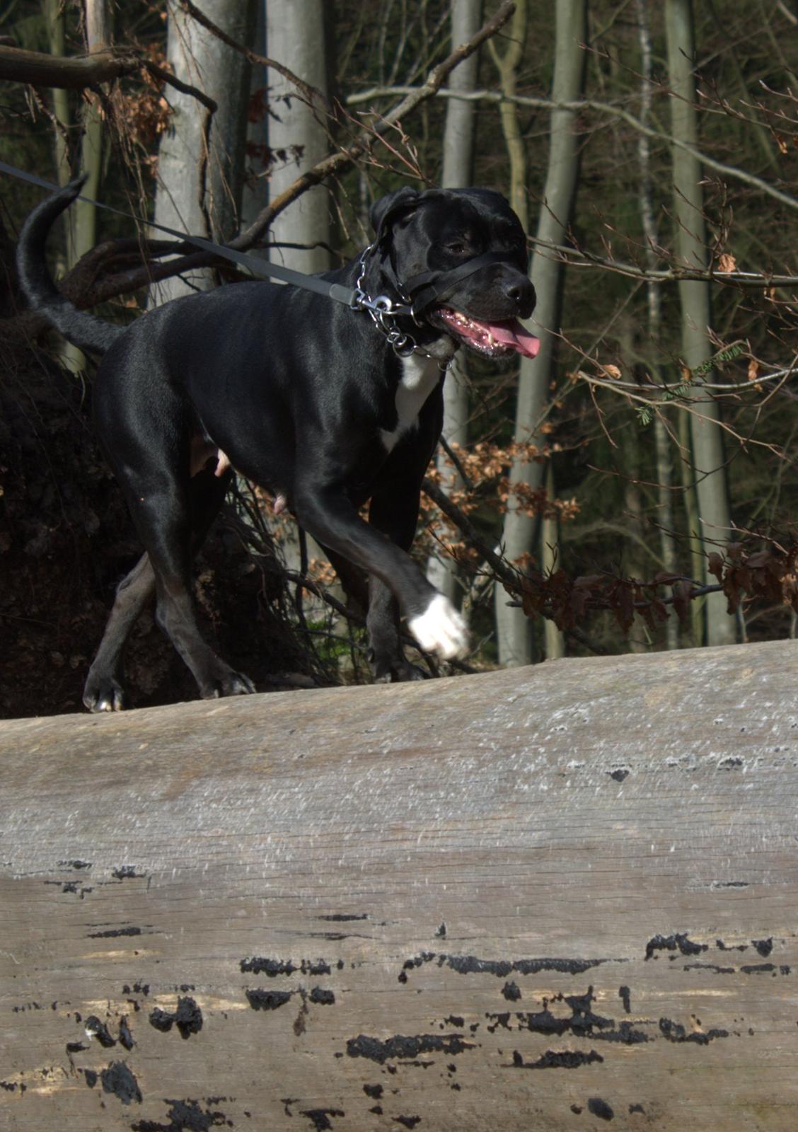 Blanding af racer Trixi (tidl hund) billede 8