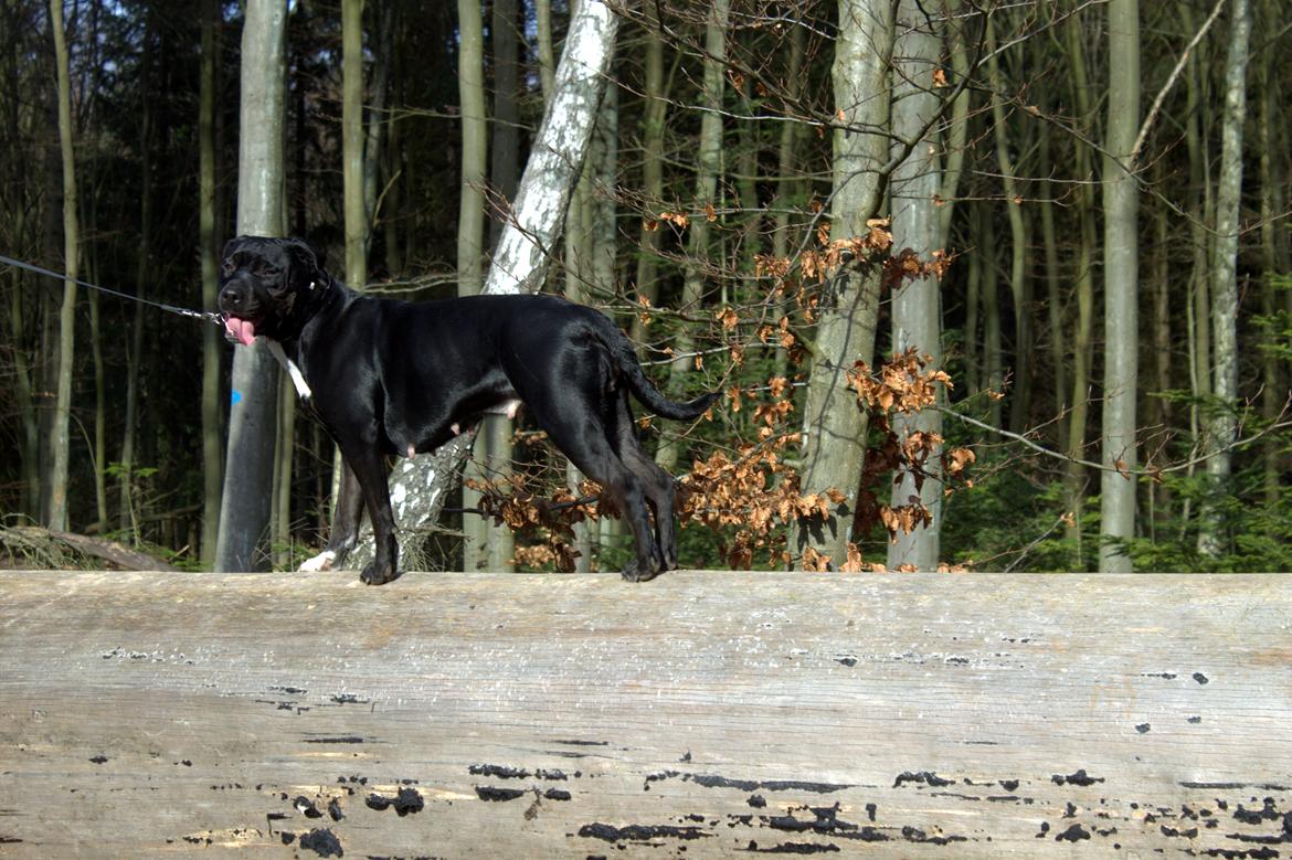 Blanding af racer Trixi (tidl hund) billede 4
