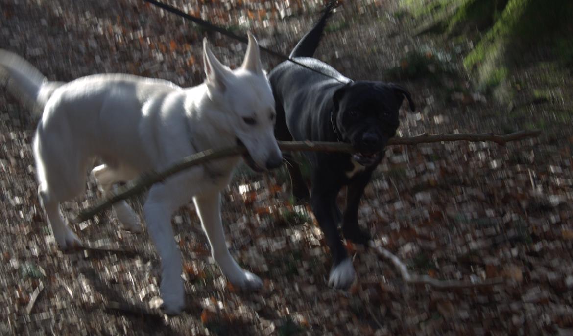 Blanding af racer Trixi (tidl hund) billede 28