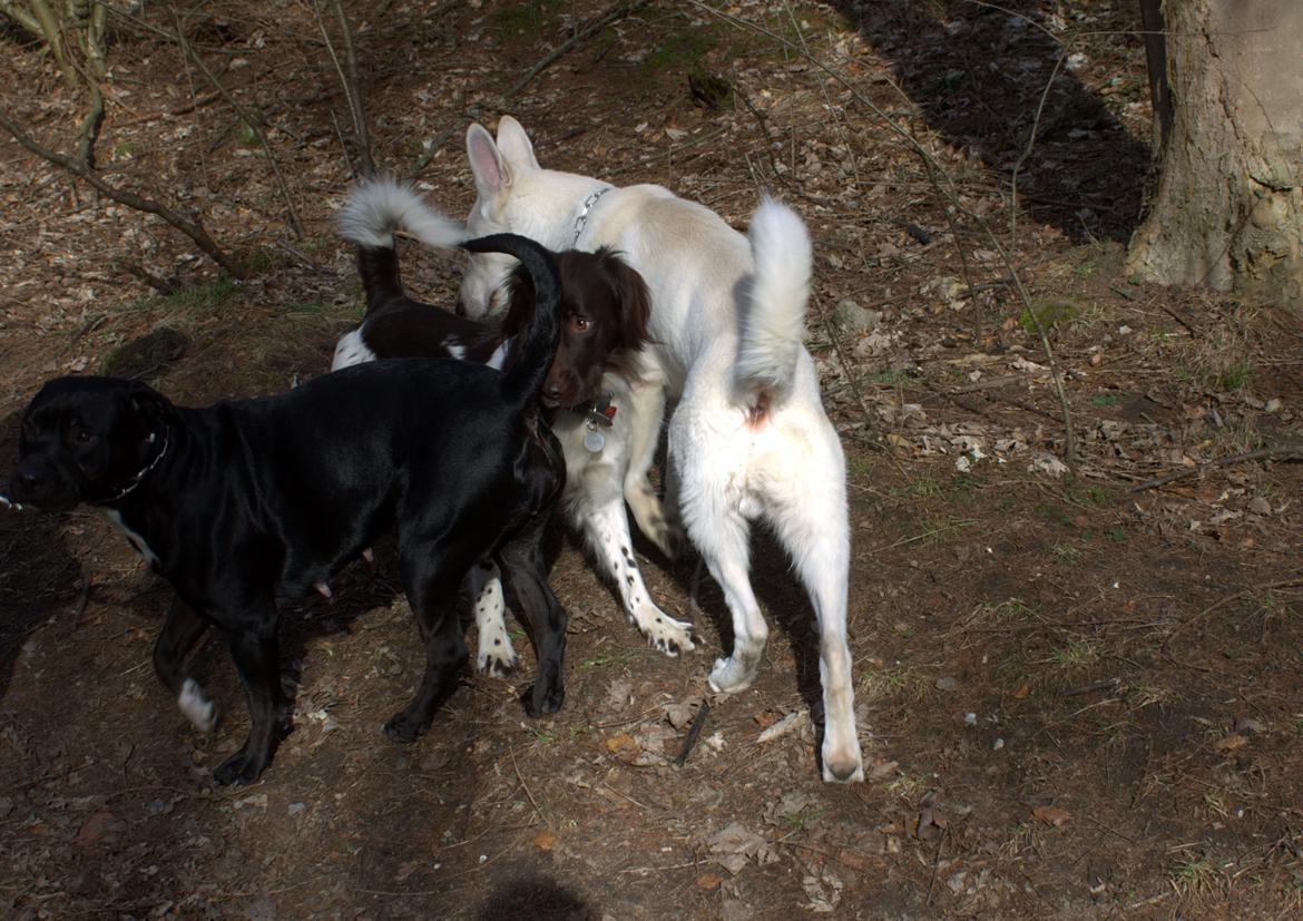 Blanding af racer Trixi (tidl hund) billede 26