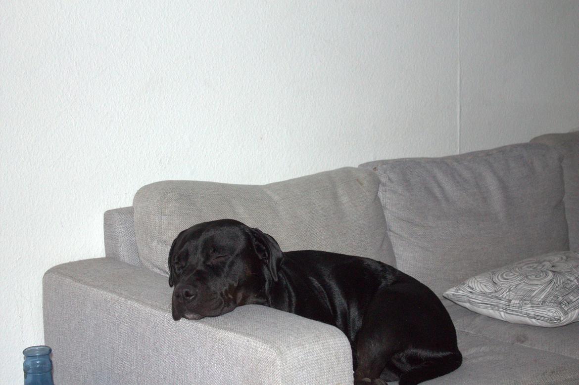 Blanding af racer Trixi (tidl hund) billede 29