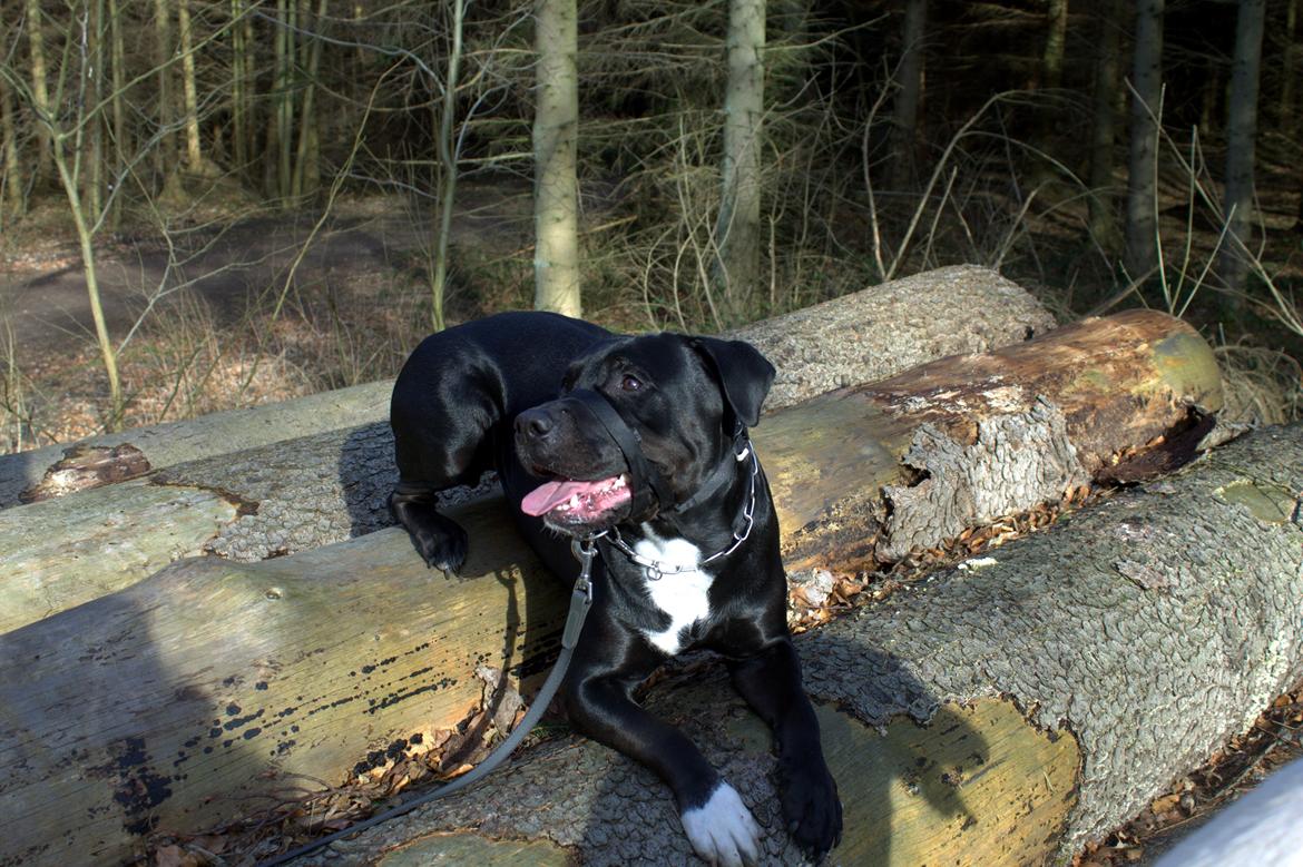 Blanding af racer Trixi (tidl hund) billede 7