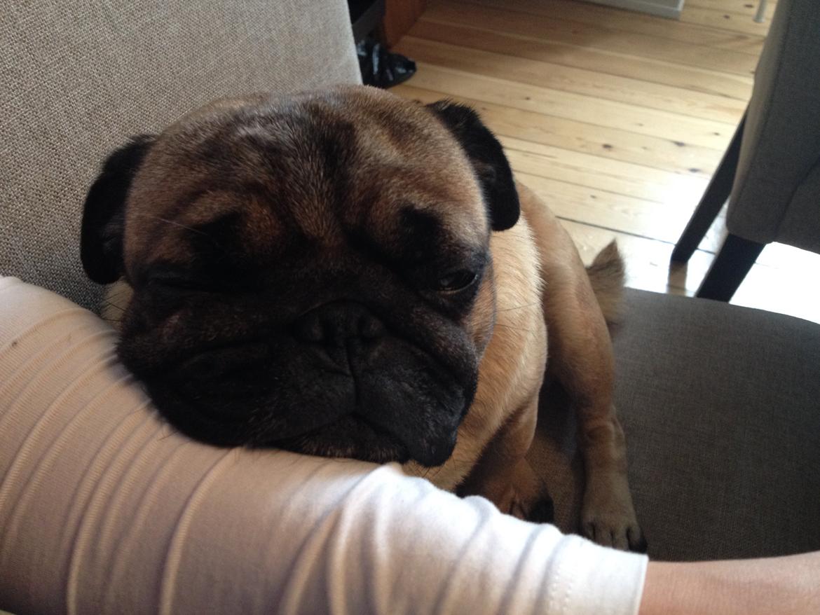 Mops Pelle billede 18