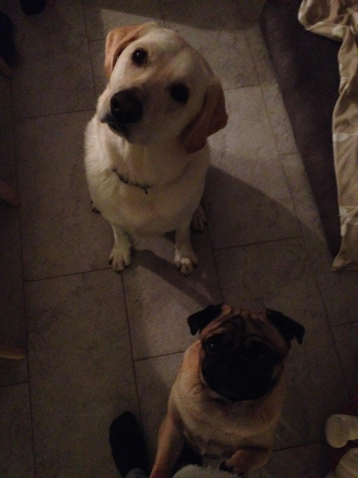 Mops Pelle billede 8