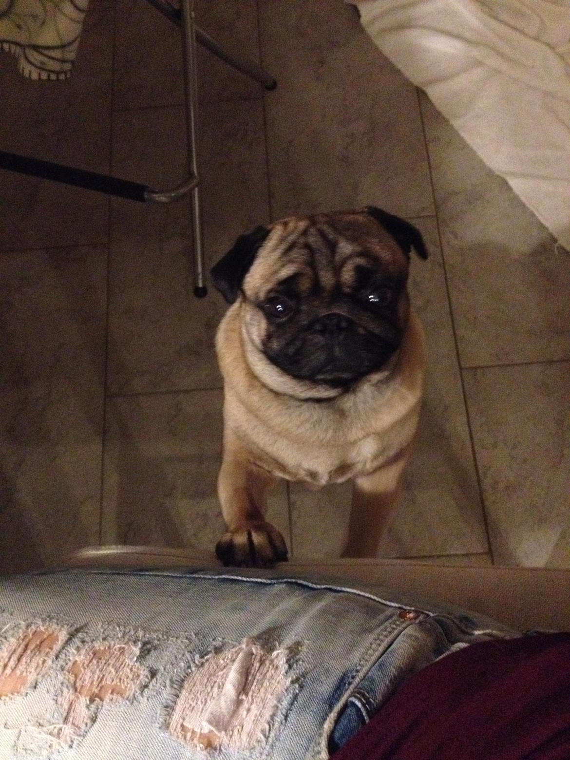 Mops Pelle billede 19