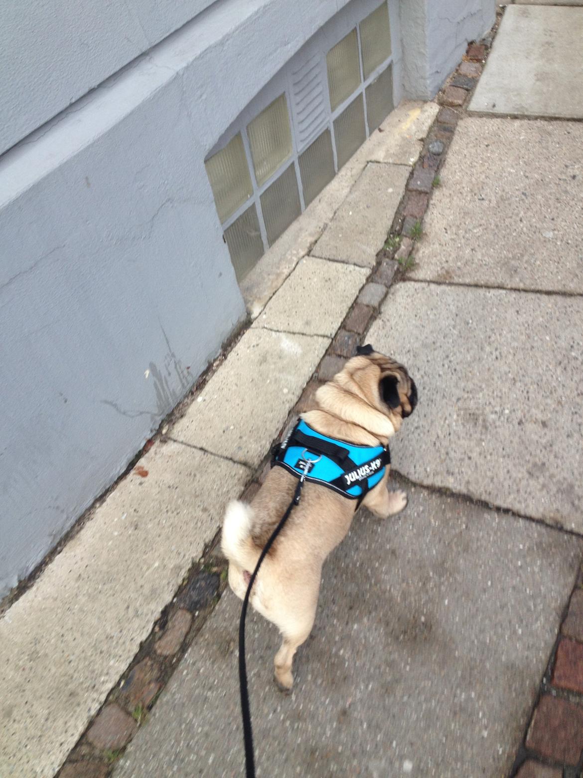 Mops Pelle billede 22