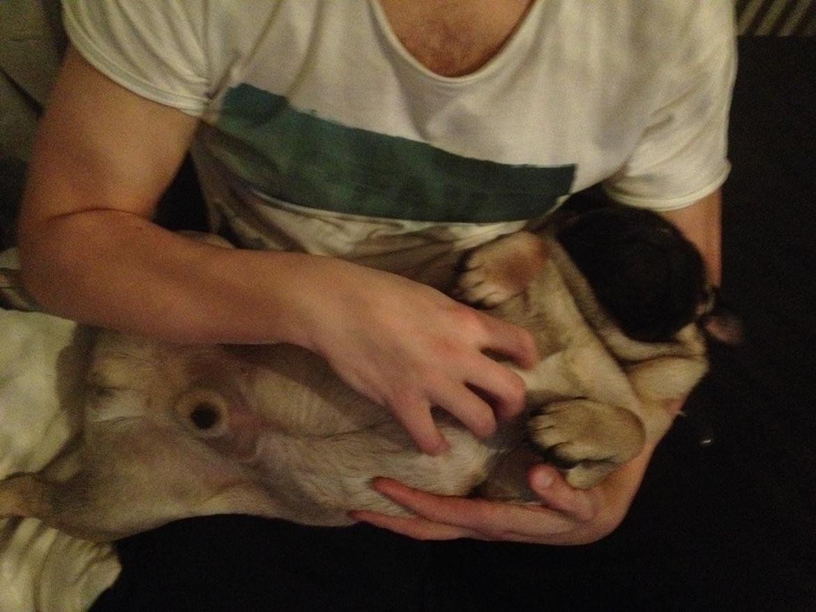 Mops Pelle billede 20