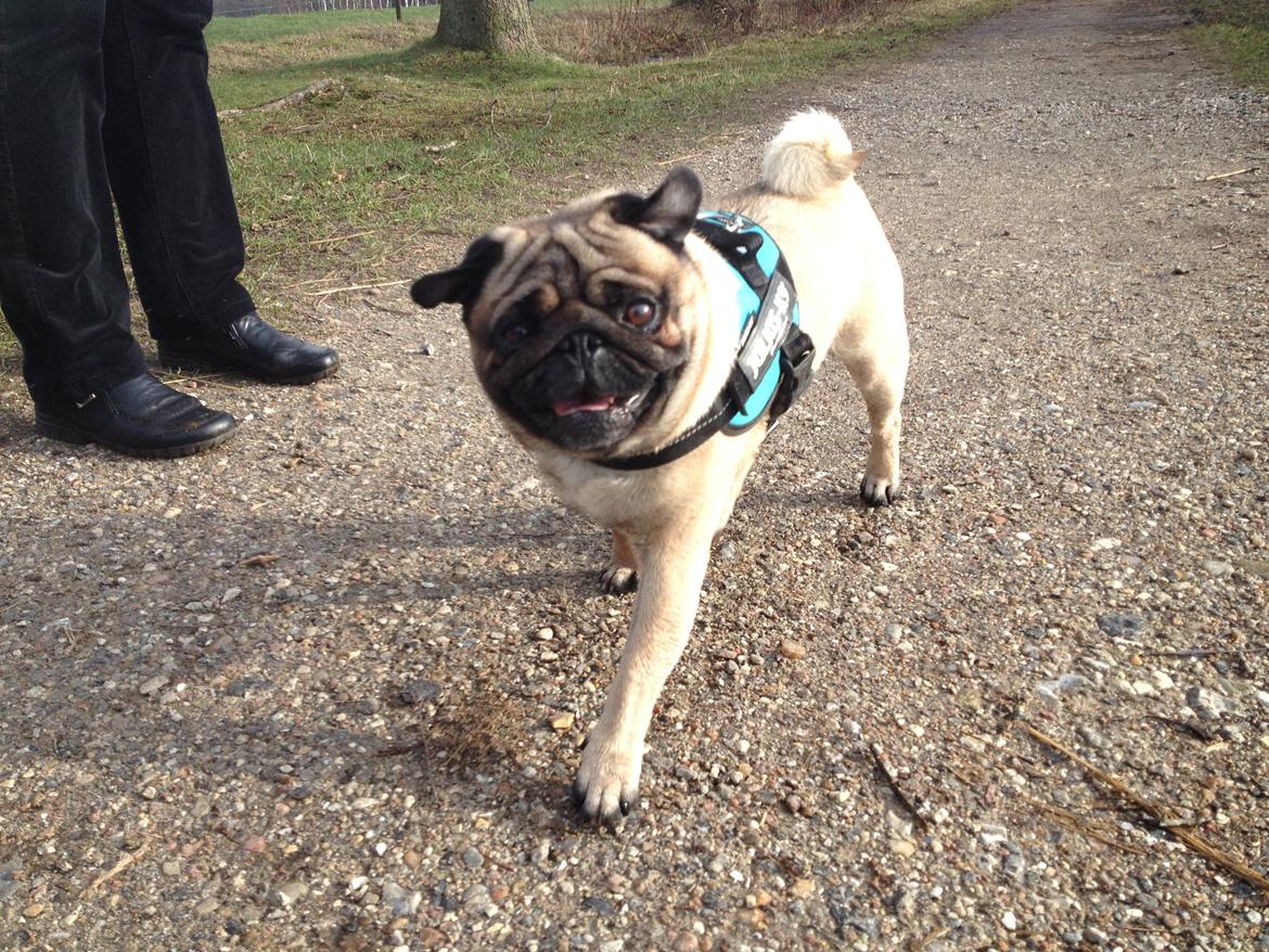 Mops Pelle billede 2