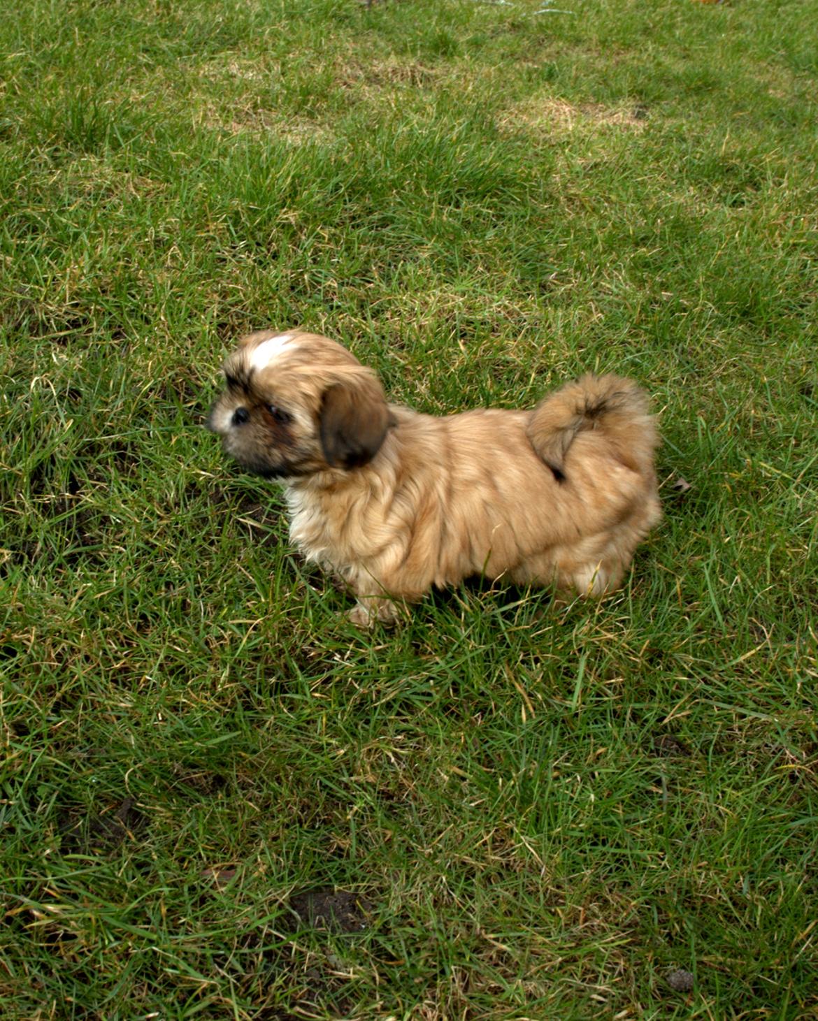 Shih tzu Fonvig's Phoebe billede 9