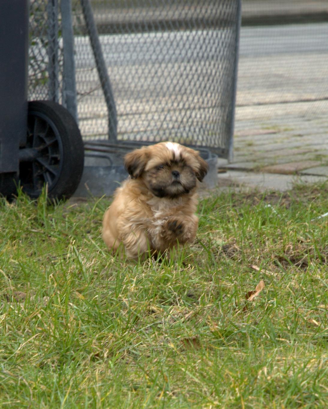 Shih tzu Fonvig's Phoebe billede 10