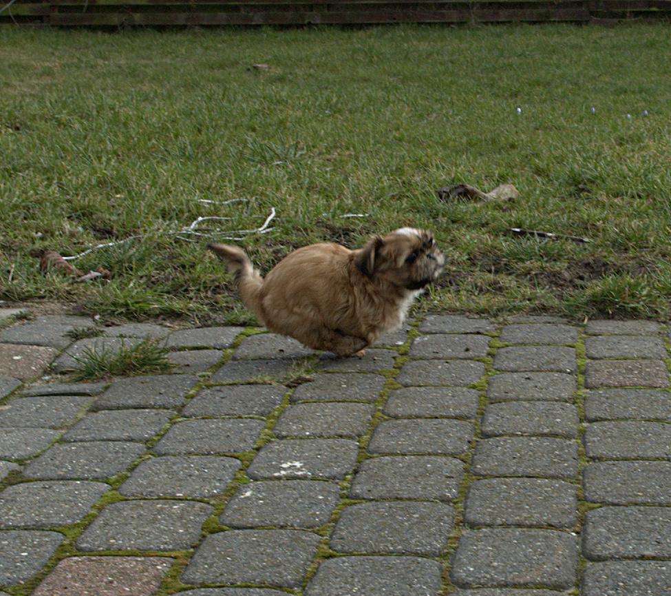 Shih tzu Fonvig's Phoebe billede 11