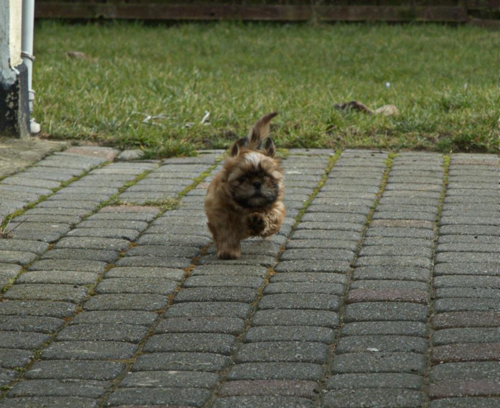 Shih tzu Fonvig's Phoebe billede 12