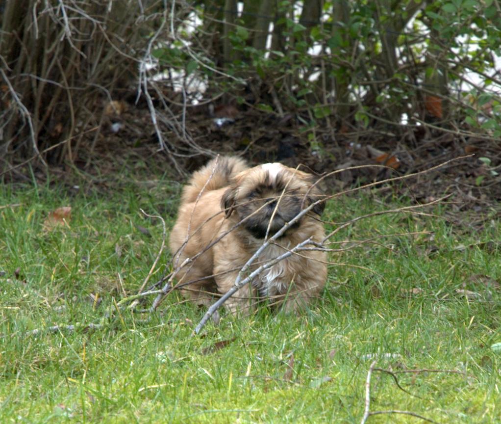 Shih tzu Fonvig's Phoebe billede 8