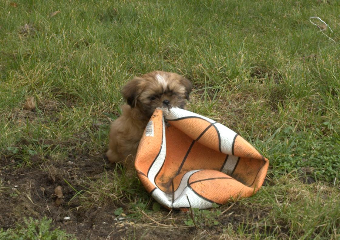 Shih tzu Fonvig's Phoebe billede 13