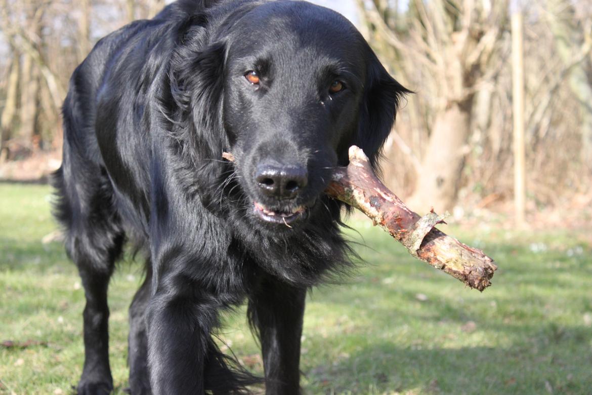 Flat coated retriever KENZO billede 20