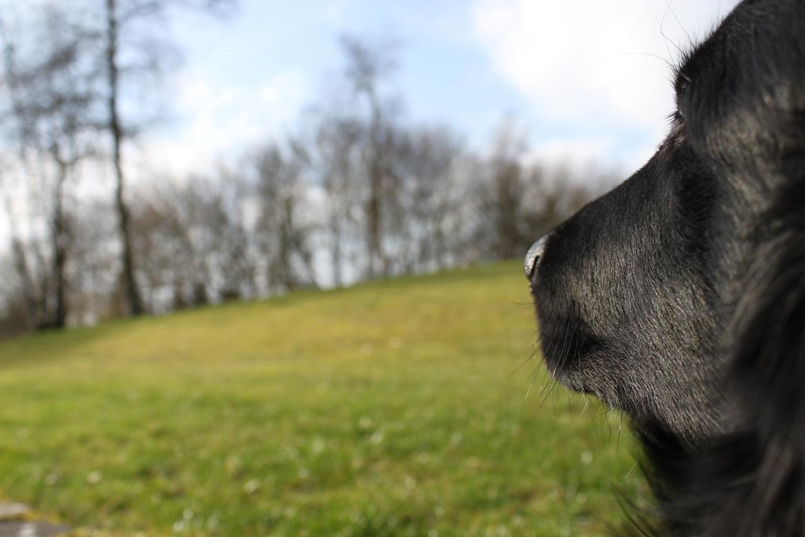 Flat coated retriever KENZO billede 33