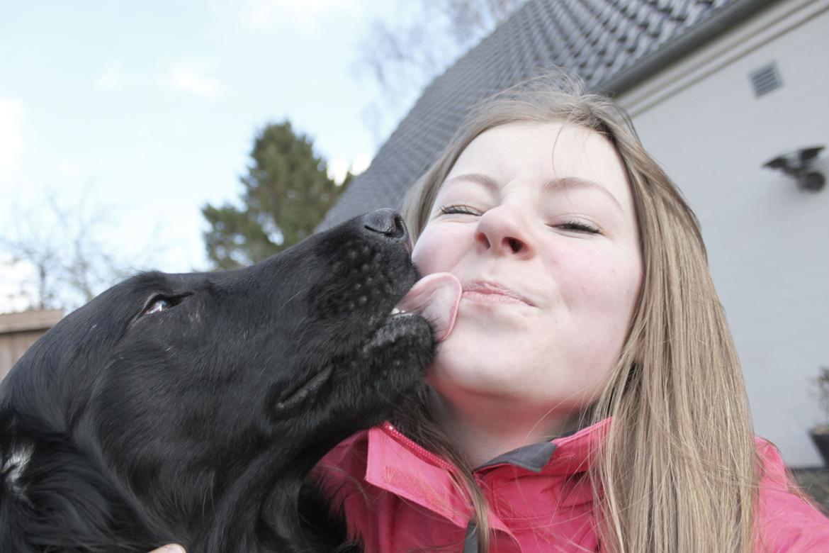 Flat coated retriever KENZO - True friends <3 billede 26