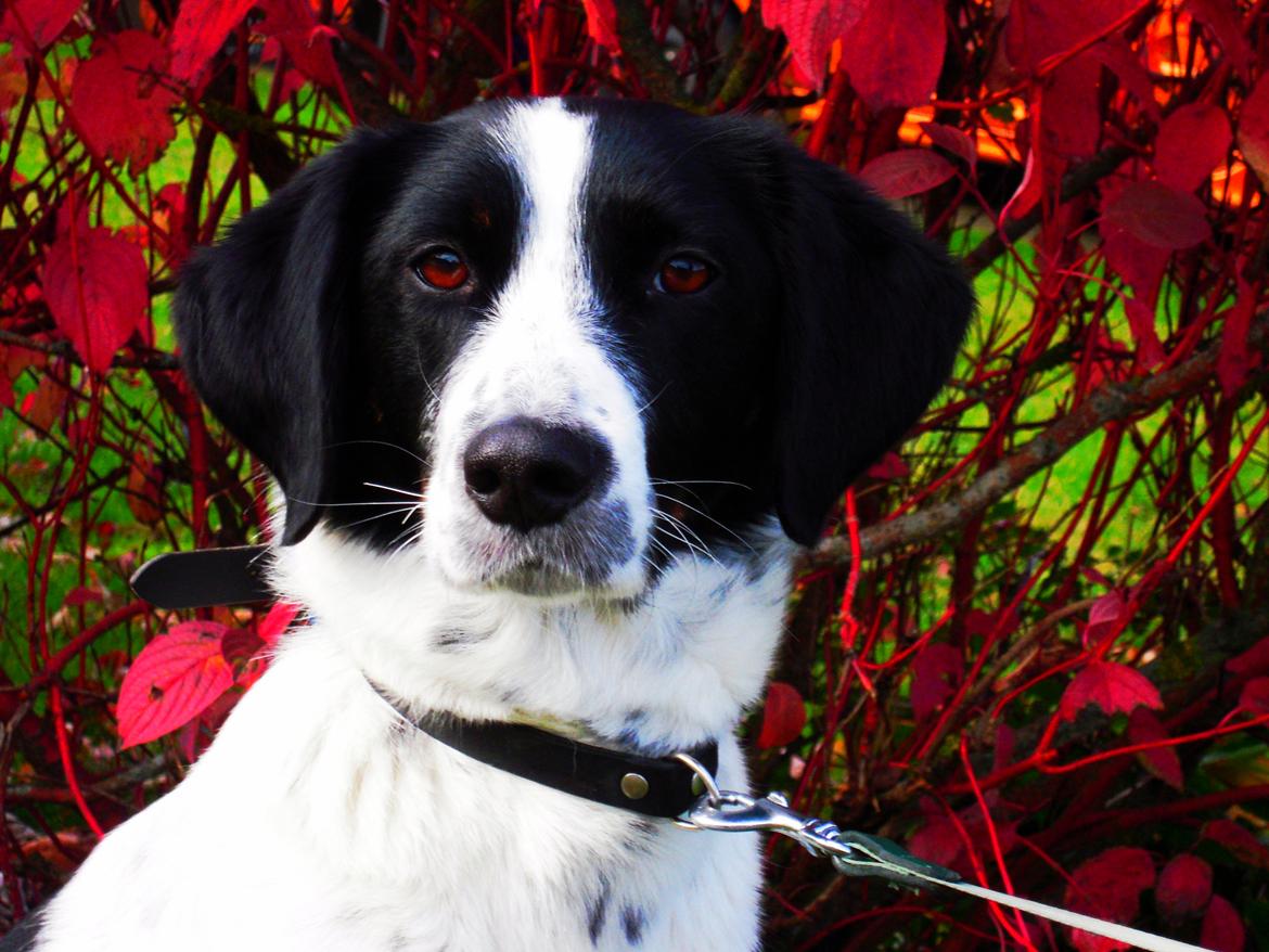 Blanding af racer Sille billede 11