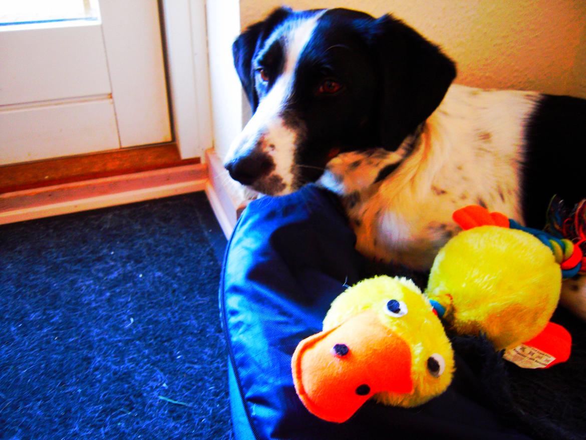 Blanding af racer Sille billede 1