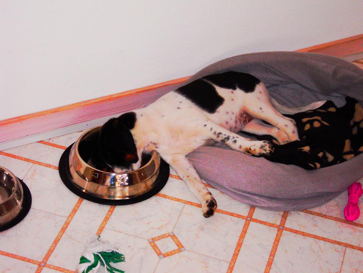 Blanding af racer Sille - faldt i søvn i sin madskål :-P billede 2