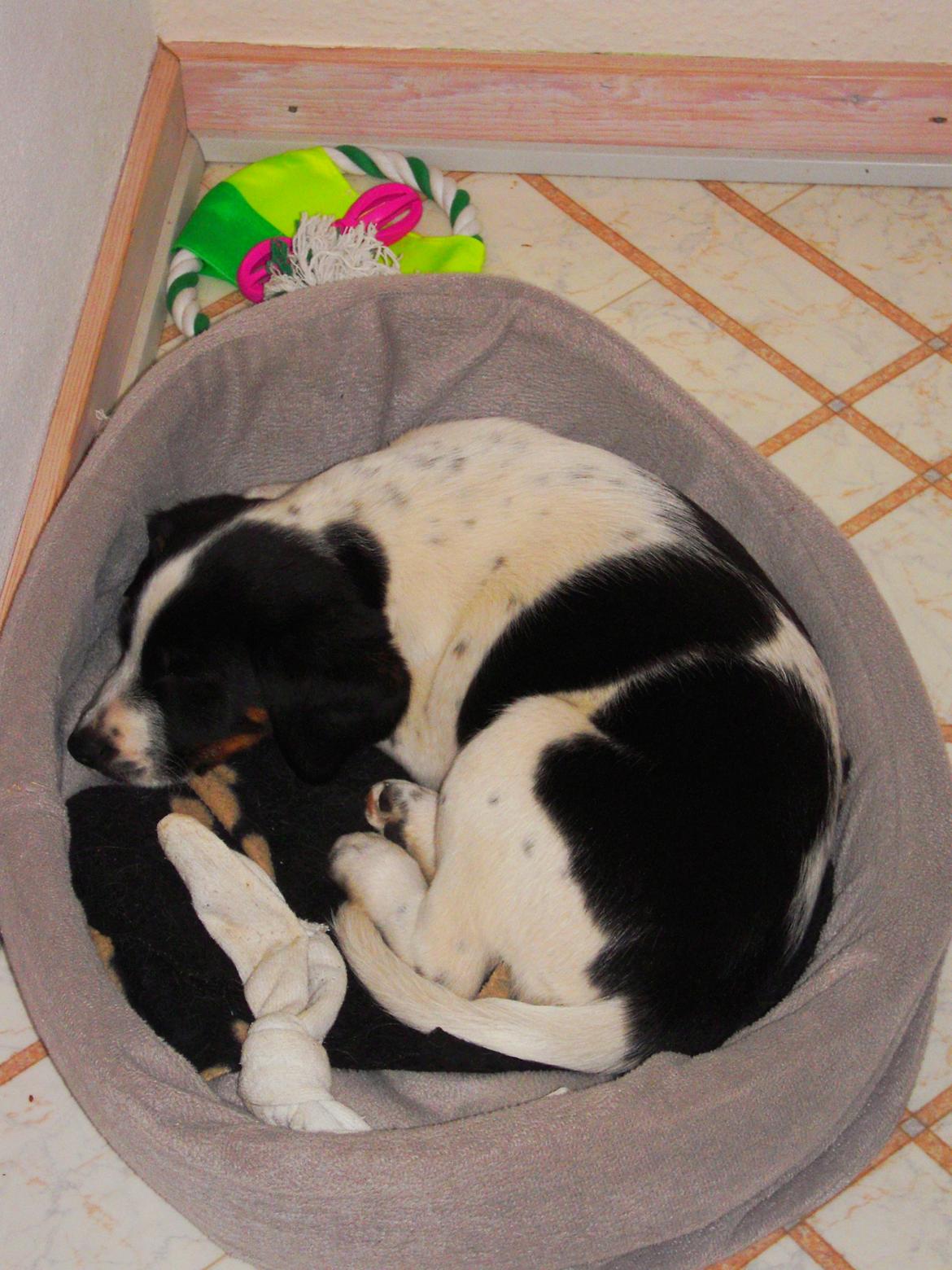 Blanding af racer Sille billede 3