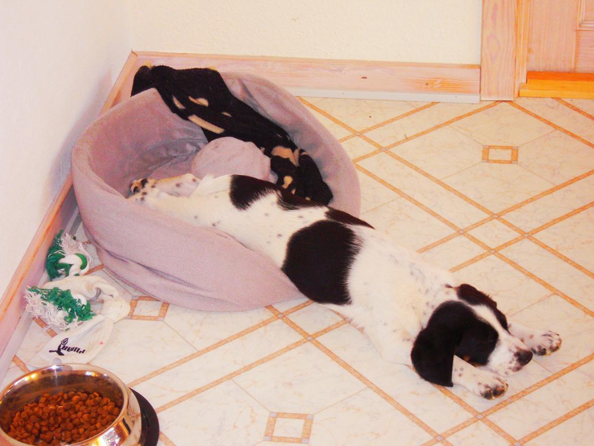 Blanding af racer Sille billede 4