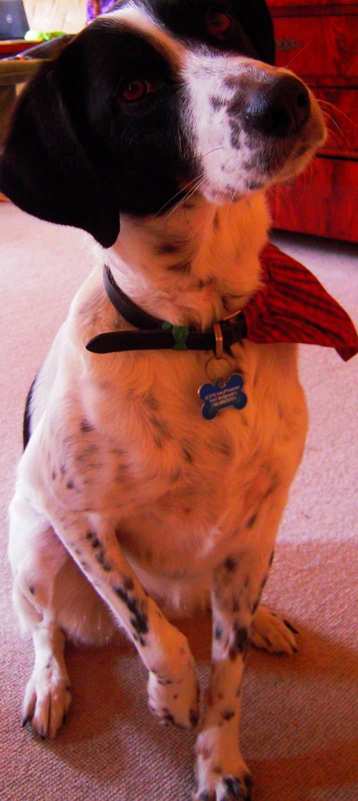 Blanding af racer Sille billede 5